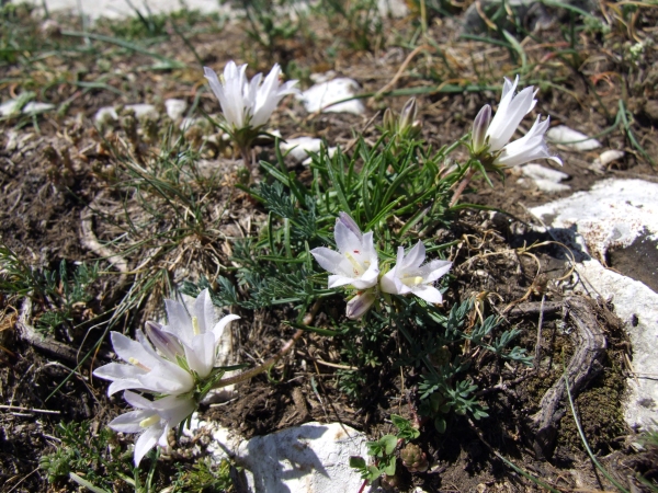 Campanula graminifolia bianca